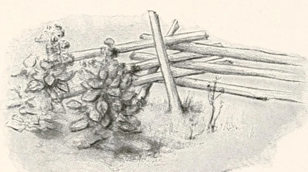 An illustration from Lady Hollyhock and her friends : a book of nature dolls and others, 1917, leaf 47