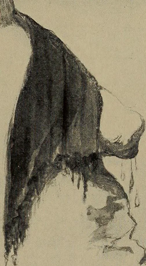 An illustration from Lady Hollyhock and her friends; a book of nature dolls and others, 1906, leaf 124