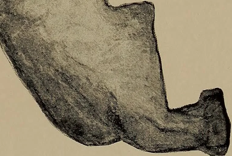 An illustration from Lady Hollyhock and her friends; a book of nature dolls and others, 1906, leaf 126