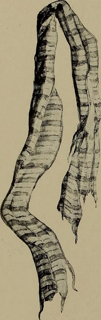 An illustration from Lady Hollyhock and her friends; a book of nature dolls and others, 1906, leaf 137