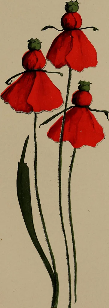 An illustration from Lady Hollyhock and her friends; a book of nature dolls and others, 1906, leaf 32