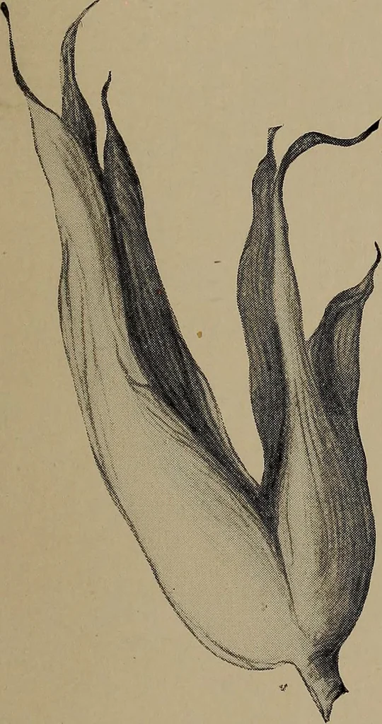 An illustration from Lady Hollyhock and her friends; a book of nature dolls and others, 1906, leaf 52
