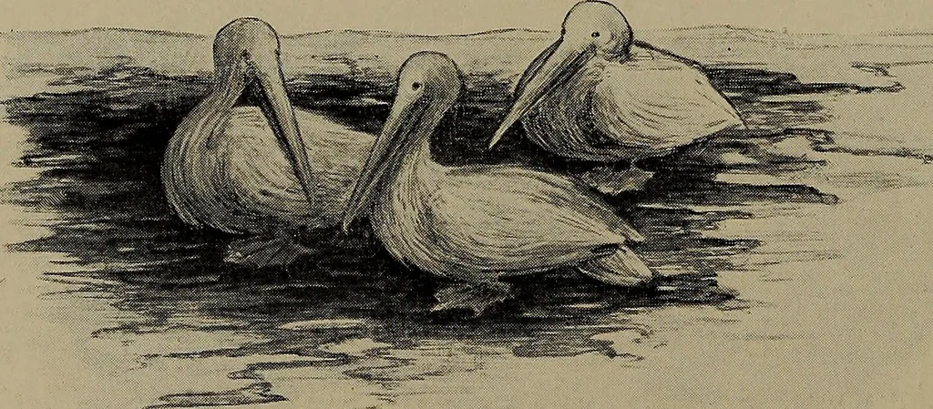 An illustration from Lady Hollyhock and her friends; a book of nature dolls and others, 1906, leaf 87