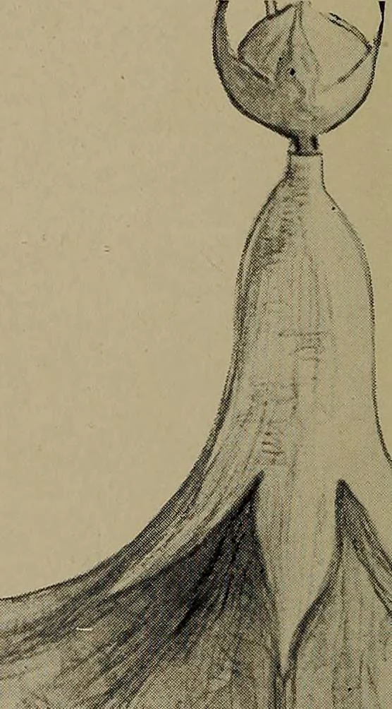 An illustration from Lady Hollyhock and her friends; a book of nature dolls and others, 1906, leaf 91