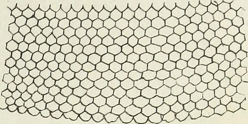 An illustration from The lady's assistant for executing useful and fancy designs in knitting, netting and crochet work..., 1847, leaf 8