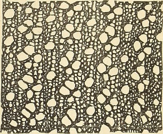 An illustration from The lady's assistant for executing useful and fancy designs in knitting, netting and crochet work..., 1847, leaf 556