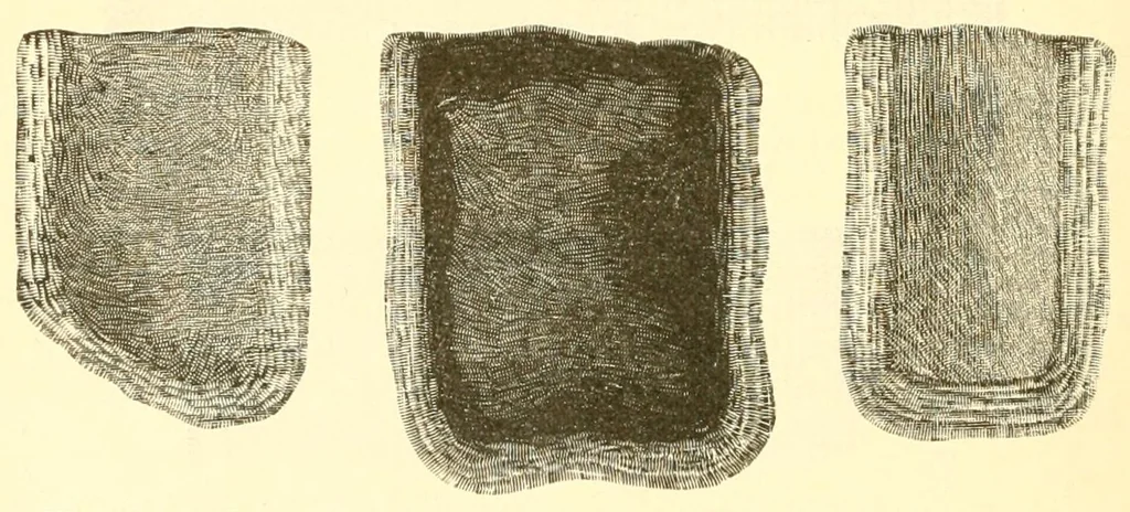 An illustration from A lady's book on art embroidery in silk, with engraved patterns, 1886, leaf 28