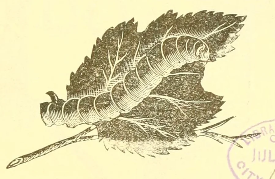 An illustration from A lady's book on art embroidery in silk, with engraved patterns, 1886, leaf 9