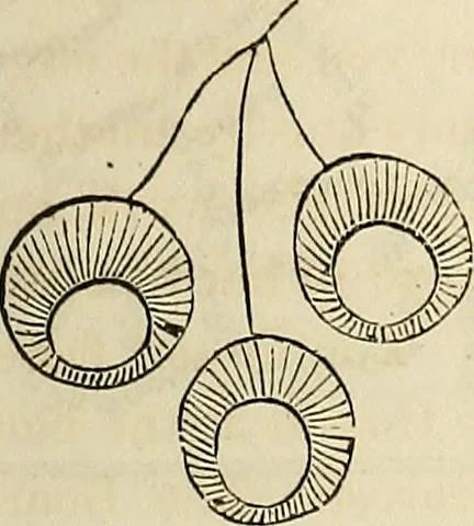 An illustration from The lady's manual of fancy-work : a complete instructor in every variety of ornamental needle-work ..., 1858, leaf 88