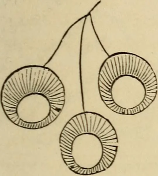 An illustration from The lady's manual of fancy work : a complete instructor in every variety of ornamental needle-work : including applique..., 1859, leaf 88