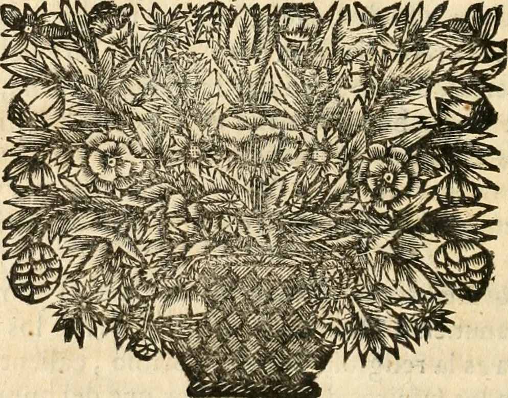 An illustration from La estrella de Lima convertida en sol sobre sus tres coronas, el b. Toribio Alfonso Mogrobexo, su segundo arzobispo: celebrado con epitalamios sacros y solemnes cultos, por su esposa la Santa Iglesia Metropolitana de Lima , al activo y soberano influxo del exmo. e illmo. señor doct. d. Melchor de Liñan y Cisneros ... : descripcion sacro politica de las grandezas de la ciudad de Lima, y compendio historico eclesiastico de su Santa Iglesia Metropolitana, 1688, leaf 145