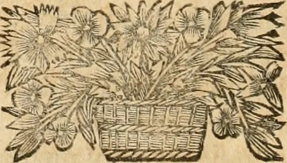 An illustration from La estrella de Lima convertida en sol sobre sus tres coronas, el b. Toribio Alfonso Mogrobexo, su segundo arzobispo: celebrado con epitalamios sacros y solemnes cultos, por su esposa la Santa Iglesia Metropolitana de Lima , al activo y soberano influxo del exmo. e illmo. señor doct. d. Melchor de Liñan y Cisneros ... : descripcion sacro politica de las grandezas de la ciudad de Lima, y compendio historico eclesiastico de su Santa Iglesia Metropolitana, 1688, leaf 155