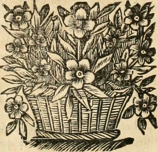 An illustration from La estrella de Lima convertida en sol sobre sus tres coronas, el b. Toribio Alfonso Mogrobexo, su segundo arzobispo: celebrado con epitalamios sacros y solemnes cultos, por su esposa la Santa Iglesia Metropolitana de Lima , al activo y soberano influxo del exmo. e illmo. señor doct. d. Melchor de Liñan y Cisneros ... : descripcion sacro politica de las grandezas de la ciudad de Lima, y compendio historico eclesiastico de su Santa Iglesia Metropolitana, 1688, leaf 347