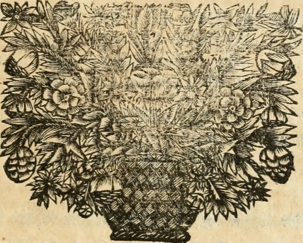 An illustration from La estrella de Lima convertida en sol sobre sus tres coronas, el b. Toribio Alfonso Mogrobexo, su segundo arzobispo: celebrado con epitalamios sacros y solemnes cultos, por su esposa la Santa Iglesia Metropolitana de Lima , al activo y soberano influxo del exmo. e illmo. señor doct. d. Melchor de Liñan y Cisneros ... : descripcion sacro politica de las grandezas de la ciudad de Lima, y compendio historico eclesiastico de su Santa Iglesia Metropolitana, 1688, leaf 372