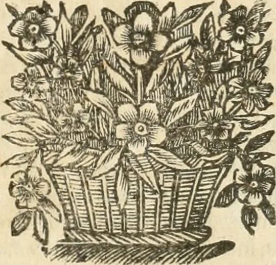 An illustration from La estrella de Lima convertida en sol sobre sus tres coronas, el b. Toribio Alfonso Mogrobexo, su segundo arzobispo: celebrado con epitalamios sacros y solemnes cultos, por su esposa la Santa Iglesia Metropolitana de Lima , al activo y soberano influxo del exmo. e illmo. señor doct. d. Melchor de Liñan y Cisneros ... : descripcion sacro politica de las grandezas de la ciudad de Lima, y compendio historico eclesiastico de su Santa Iglesia Metropolitana, 1688, leaf 374