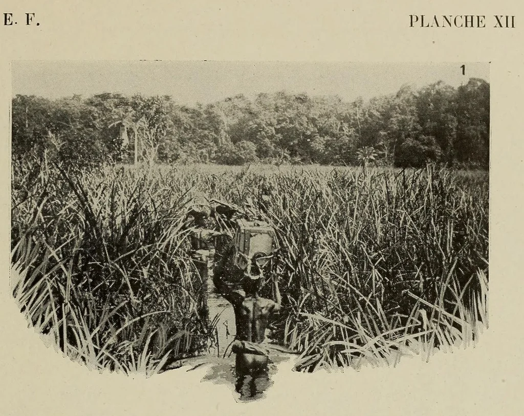 An illustration from L'Afrique equatoriale illustrée, 1913, leaf 61