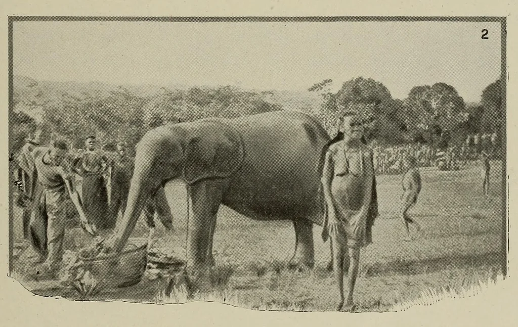 An illustration from L'Afrique equatoriale illustrée, 1913, leaf 69