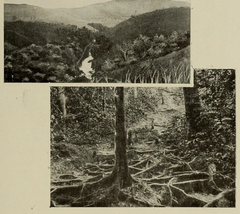 An illustration from L'Afrique equatoriale illustrée, 1913, leaf 77