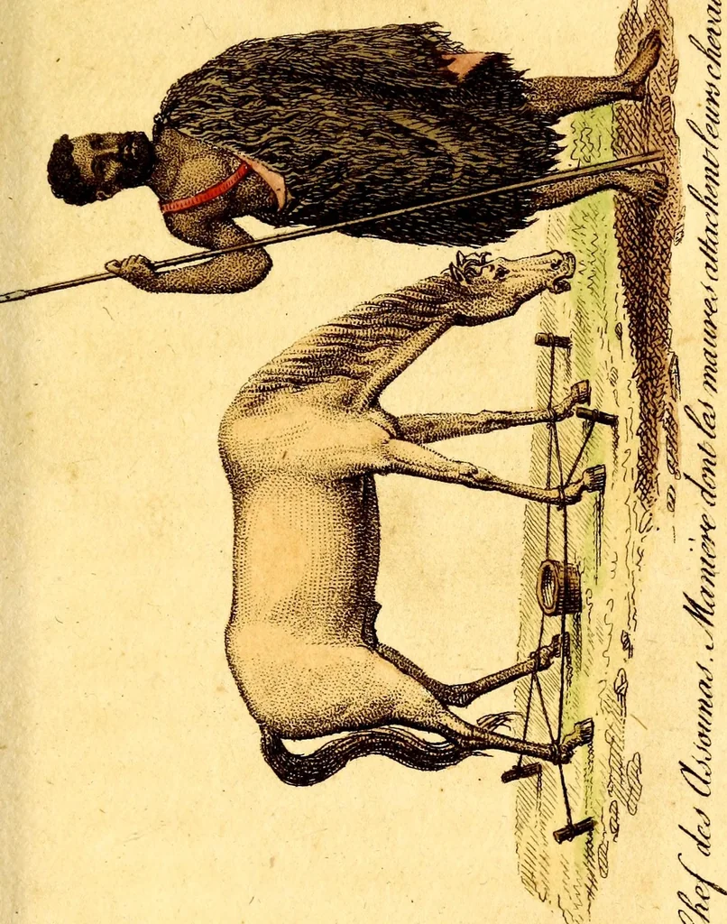 An illustration from L'Afrique, ou Histoire, moeurs, usages et coutumes des africains : le Sénégal, 1814, leaf 37
