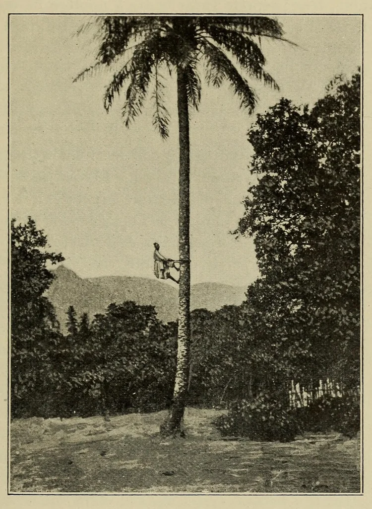 An illustration from La Guinée française: races, religions, coutumes, production, commerce, 1907, leaf 89