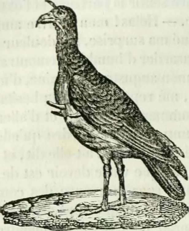 An illustration from La Lanterne magique : journal des choses curieuses et amusantes, 1833, leaf 147