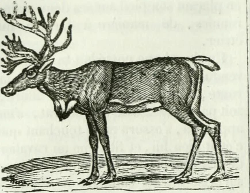 An illustration from La Lanterne magique : journal des choses curieuses et amusantes, 1833, leaf 155