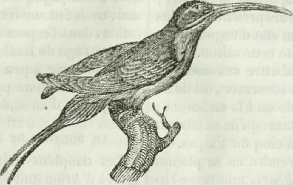 An illustration from La Lanterne magique : journal des choses curieuses et amusantes, 1833, leaf 216