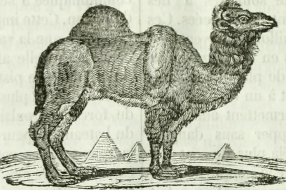 An illustration from La Lanterne magique : journal des choses curieuses et amusantes, 1833, leaf 251