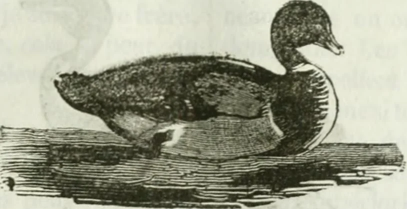 An illustration from La Lanterne magique : journal des choses curieuses et amusantes, 1833, leaf 298