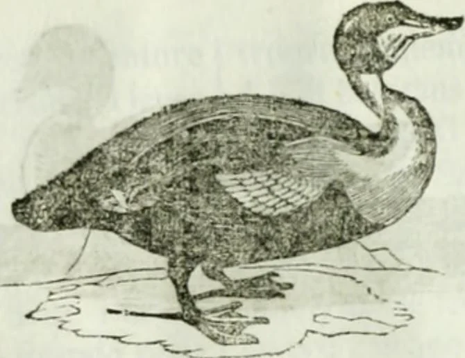 An illustration from La Lanterne magique : journal des choses curieuses et amusantes, 1833, leaf 299