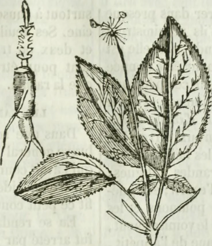 An illustration from La Lanterne magique : journal des choses curieuses et amusantes, 1833, leaf 304