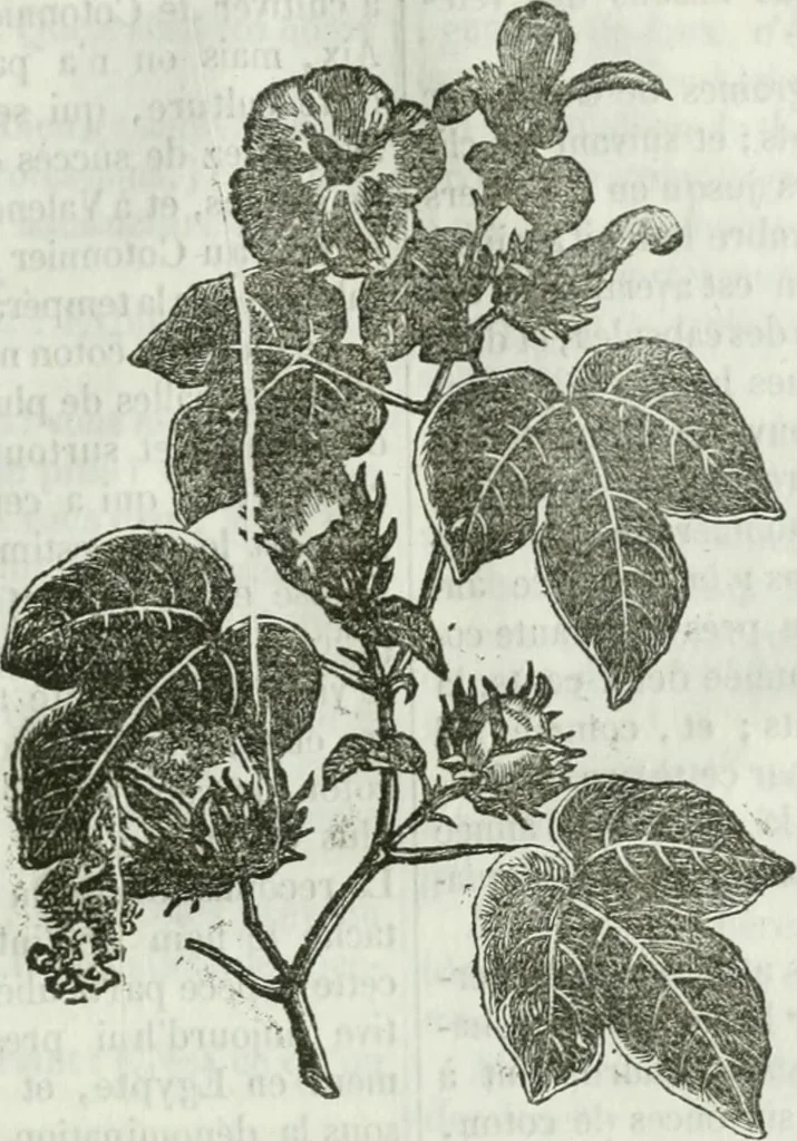 An illustration from La Lanterne magique : journal des choses curieuses et amusantes, 1833, leaf 350