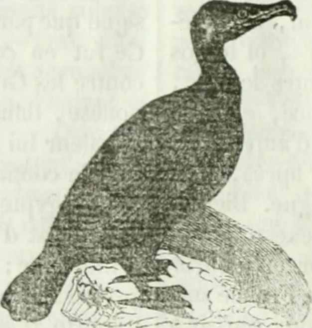 An illustration from La Lanterne magique : journal des choses curieuses et amusantes, 1833, leaf 363