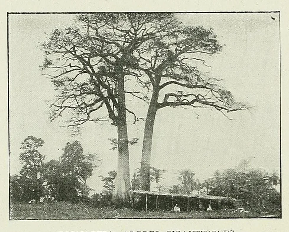 An illustration from La marine au Dahomey : campagne de "La Naiade" (1890-1892), 1901, leaf 264