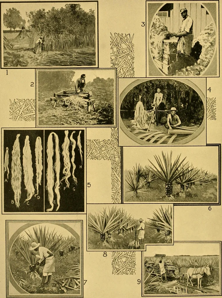 An illustration from Lamb's textile industry of the United States, embracing biographical sketches of prominment men and a historical résumé of the progress of textile manufacture from the earliest records to the present time;, 1911, leaf 239