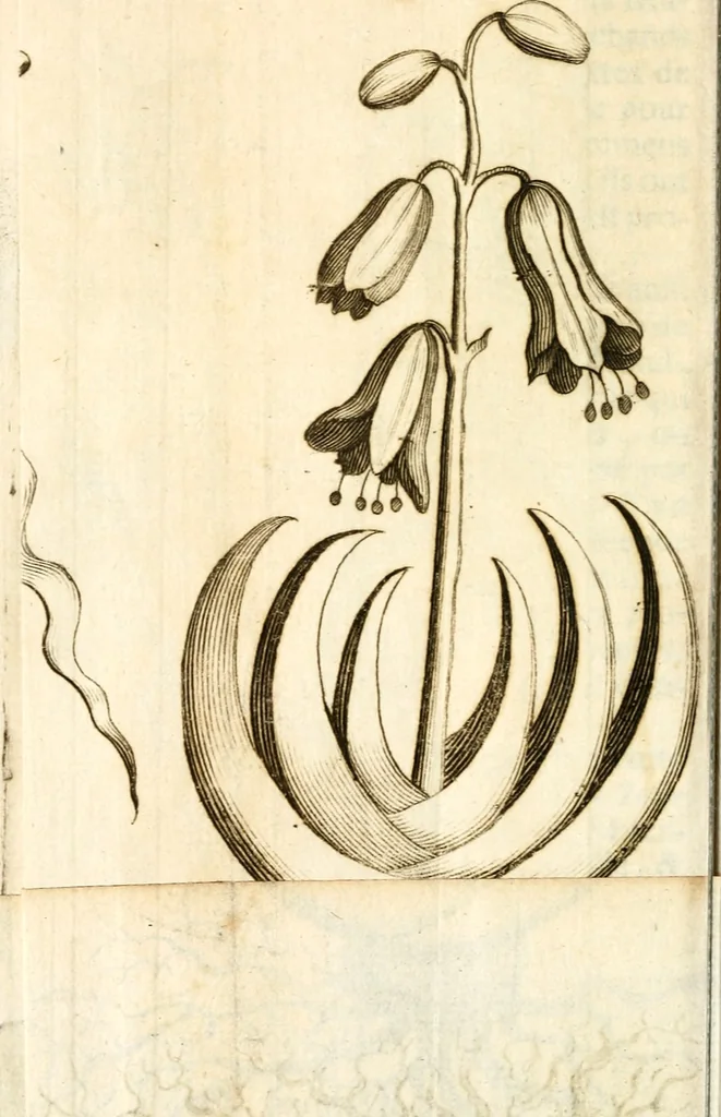 An illustration from L'Amérique angloise, ou Description des isles et terres du roi d'Angleterre, dans l'Amérique, 1688, leaf 79