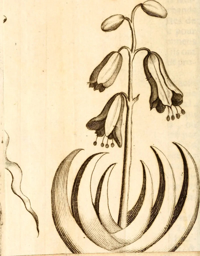 An illustration from L'Amérique angloise, ou Description des isles et terres du roi d'Angleterre, dans l'Amérique, 1688, leaf 81