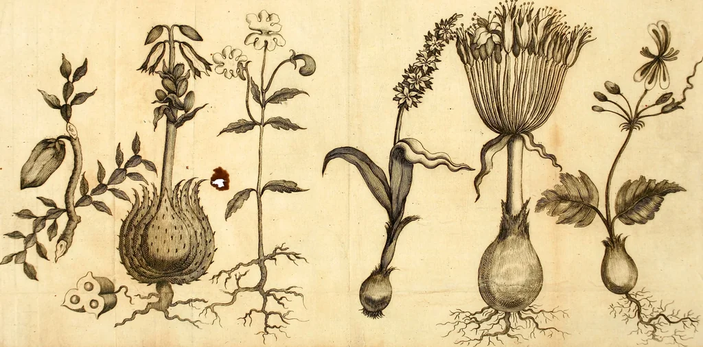 An illustration from L'Amérique angloise, ou Description des isles et terres du roi d'Angleterre, dans l'Amérique, 1688, leaf 82