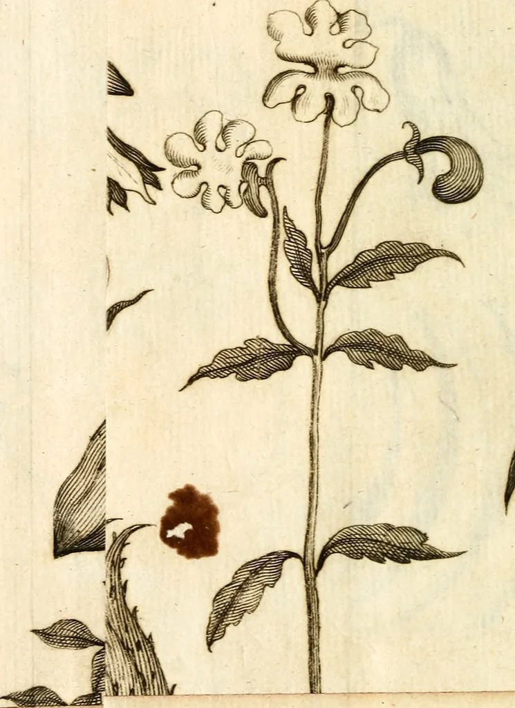 An illustration from L'Amérique angloise, ou Description des isles et terres du roi d'Angleterre, dans l'Amérique, 1688, leaf 83