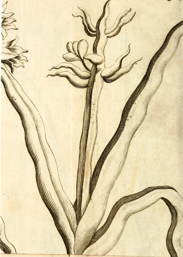 An illustration from L'Amérique angloise, ou Description des isles et terres du roi d'Angleterre, dans l'Amérique, 1688, leaf 87