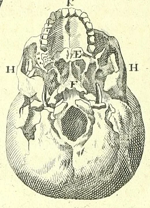 An illustration from L'anatomie de l'homme, suivant la circulation du sang, & les dernieres découvertes :, 1698, leaf 104