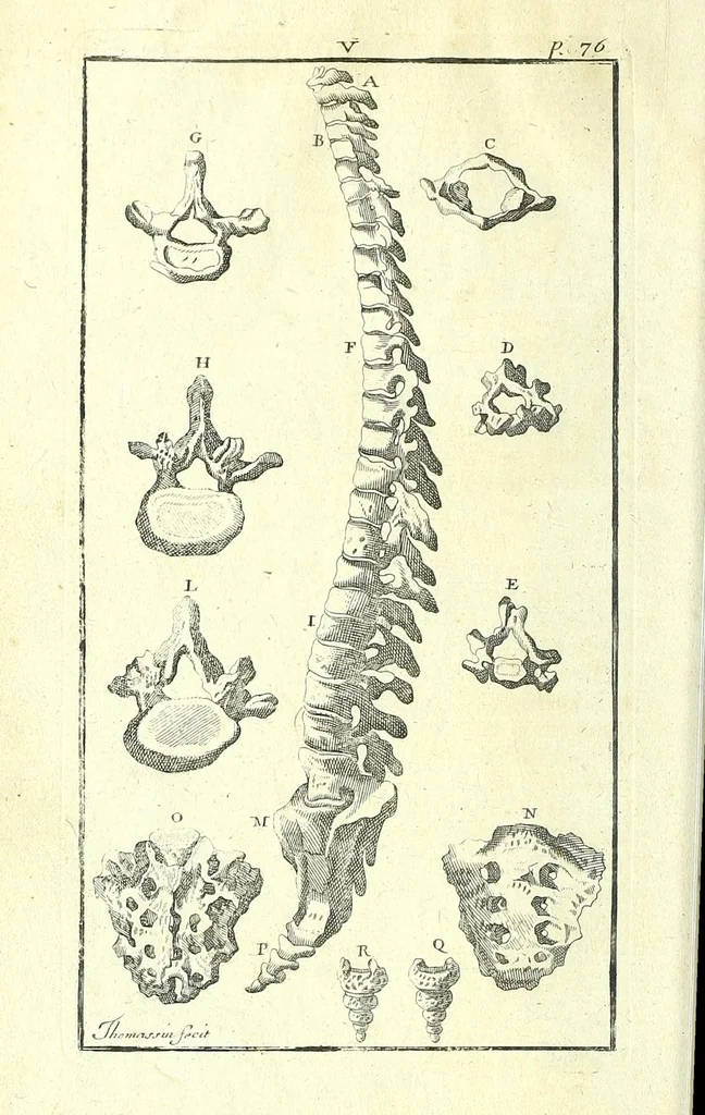 An illustration from L'anatomie de l'homme, suivant la circulation du sang, & les dernieres découvertes :, 1698, leaf 128