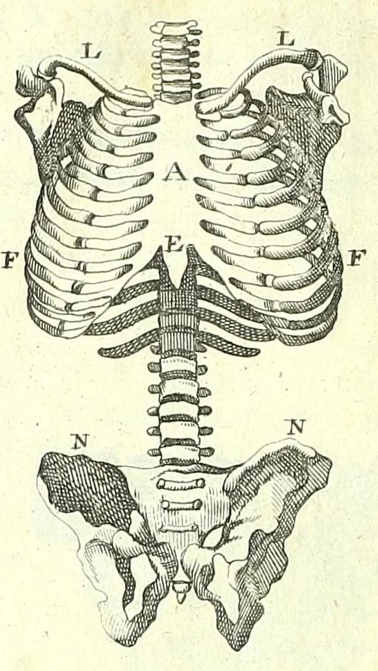 An illustration from L'anatomie de l'homme, suivant la circulation du sang, & les dernieres découvertes :, 1698, leaf 144