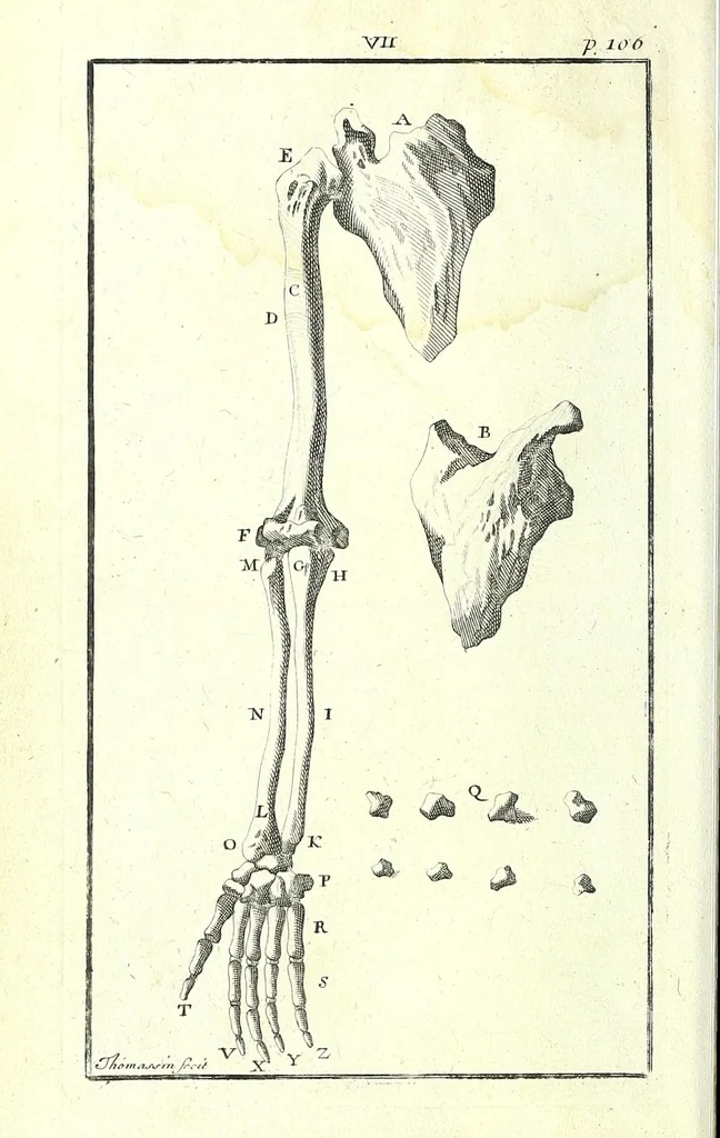 An illustration from L'anatomie de l'homme, suivant la circulation du sang, & les dernieres découvertes :, 1698, leaf 162