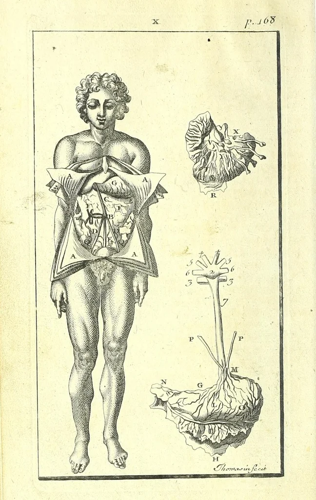 An illustration from L'anatomie de l'homme, suivant la circulation du sang, & les dernieres découvertes :, 1698, leaf 230