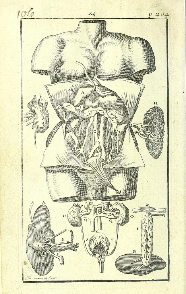 An illustration from L'anatomie de l'homme, suivant la circulation du sang, & les dernieres découvertes :, 1698, leaf 268