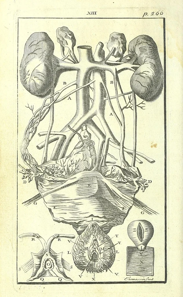 An illustration from L'anatomie de l'homme, suivant la circulation du sang, & les dernieres découvertes :, 1698, leaf 334