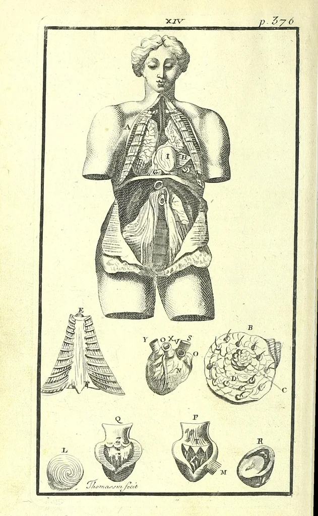 An illustration from L'anatomie de l'homme, suivant la circulation du sang, & les dernieres découvertes :, 1698, leaf 448