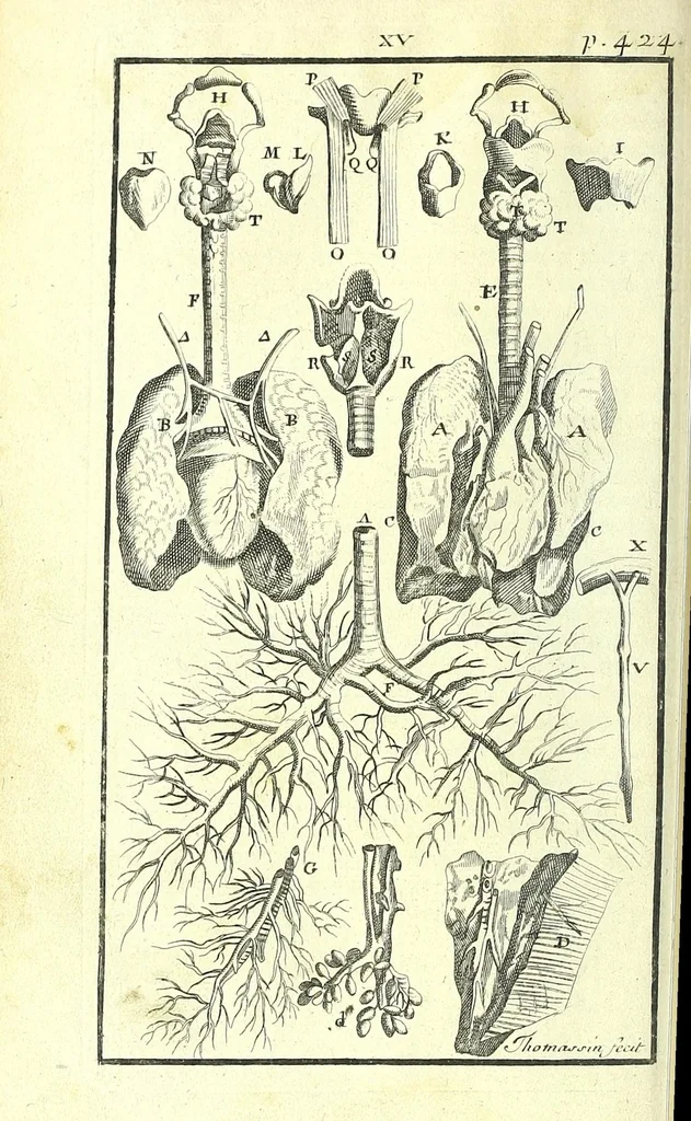 An illustration from L'anatomie de l'homme, suivant la circulation du sang, & les dernieres découvertes :, 1698, leaf 498