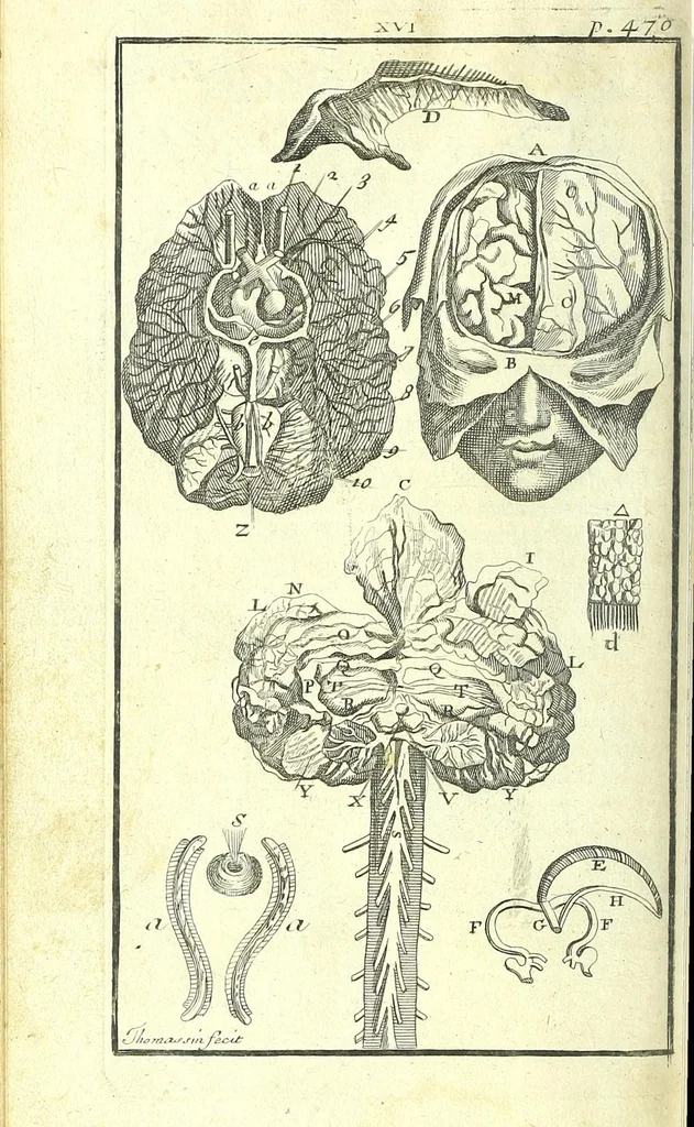 An illustration from L'anatomie de l'homme, suivant la circulation du sang, & les dernieres découvertes :, 1698, leaf 546